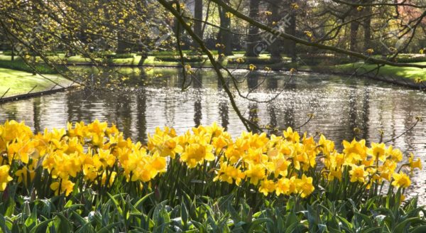 william wordsworth daffodils